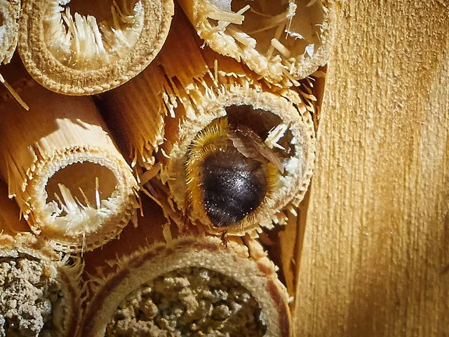 `insektenhotel`