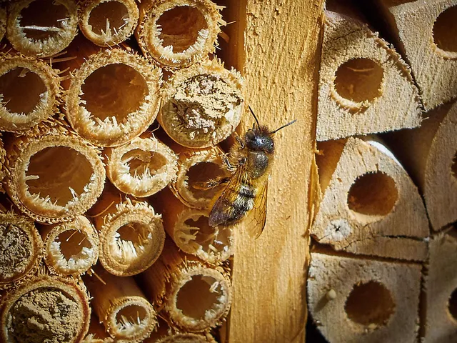 `insektenhotel`