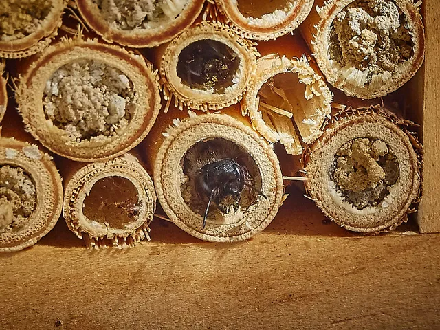 `insektenhotel`