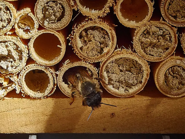 `insektenhotel`
