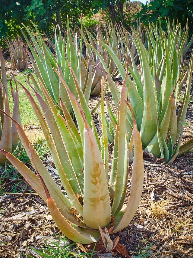 `santaverde-finca`
