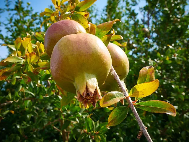 `santaverde-finca`