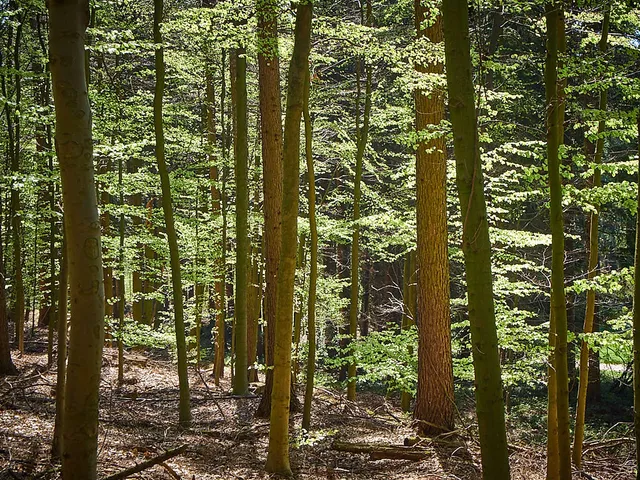 `teutoburger-wald`