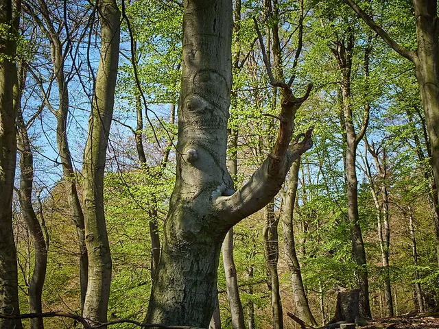Teutoburger Wald