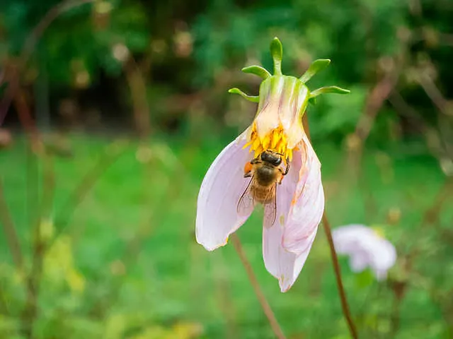 `bienen`