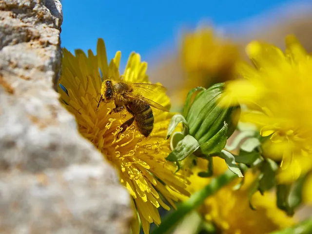 `bienen`