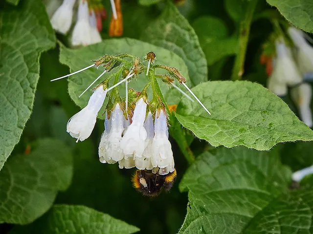 `Wildbienen`