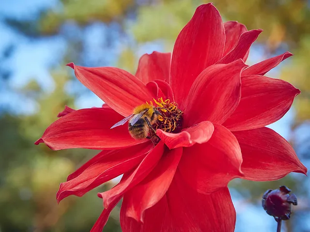 `wildbienen`