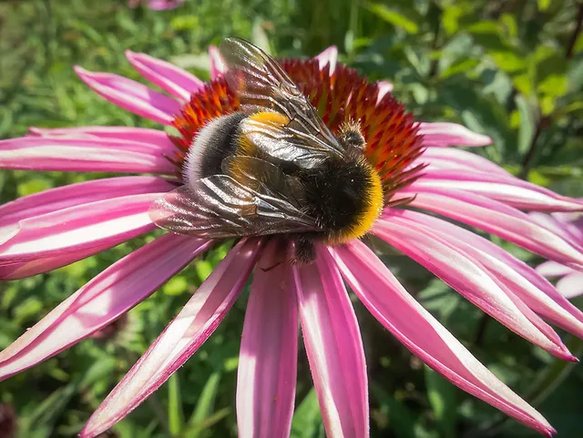 `wildbienen`