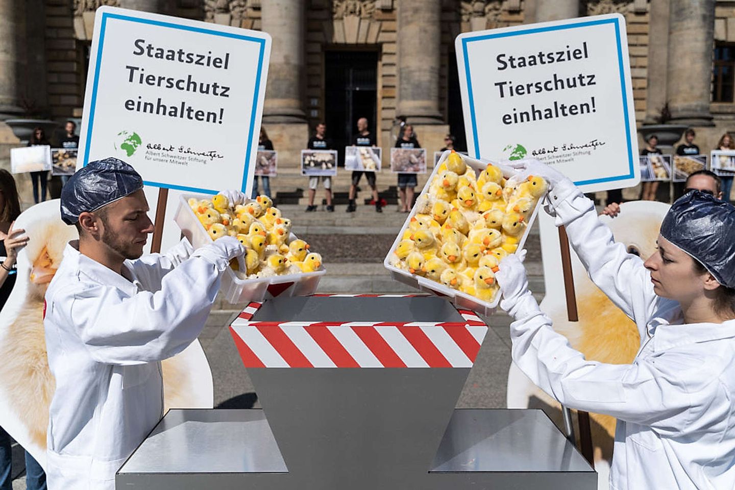 2019_09_kueken-timo-stammberger-albert-schweitzer-stiftung-4