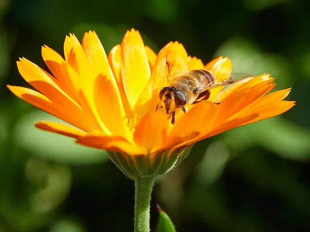 Vegablum startet Crowdfunding