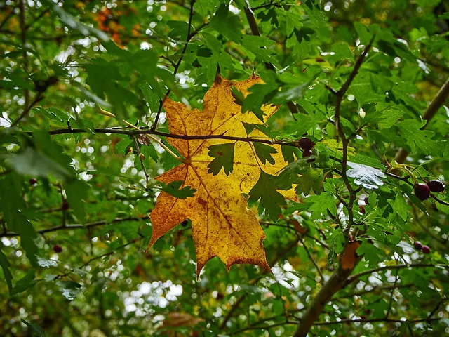 Botanischer Sondergarten Wandsbek