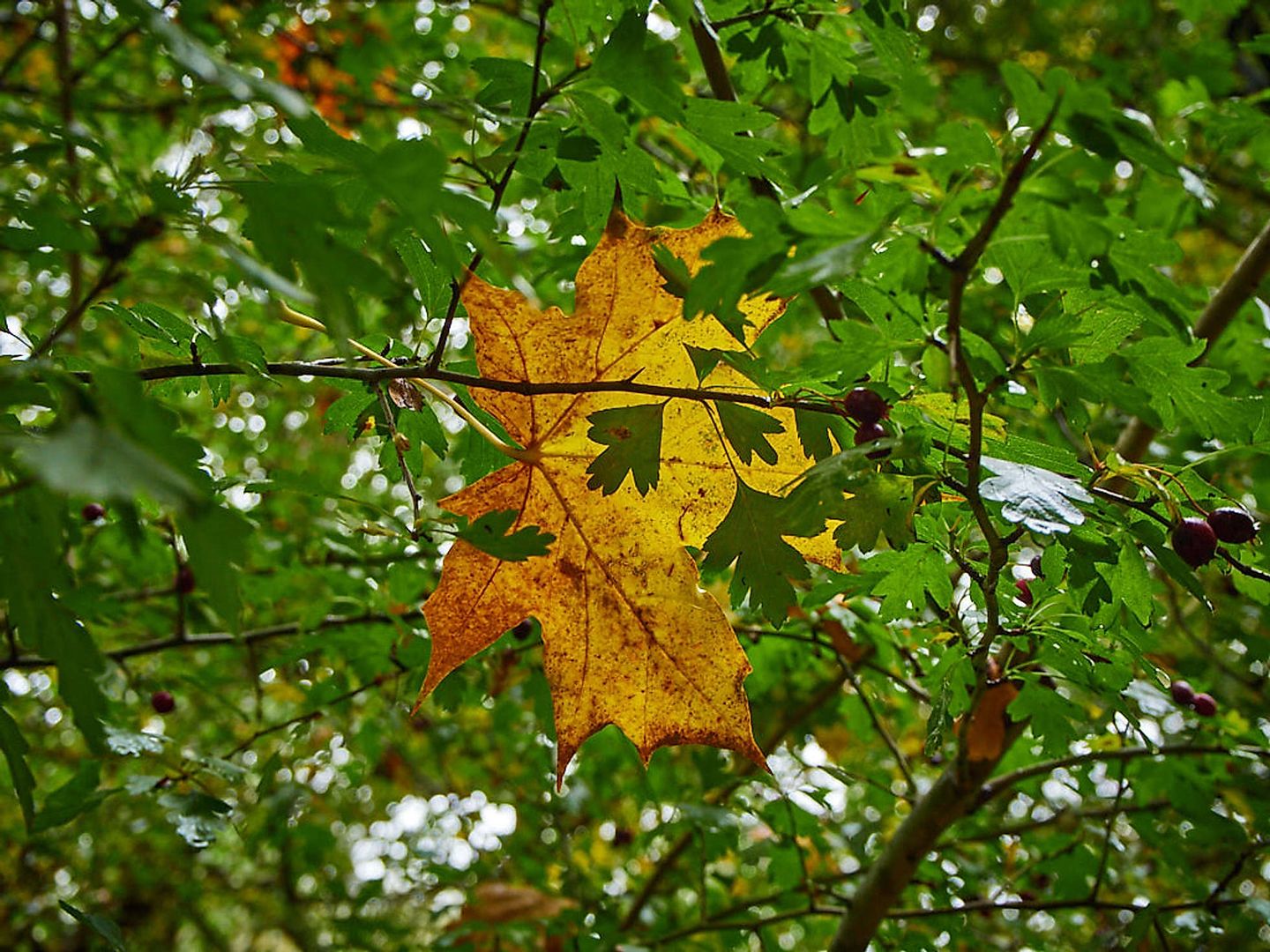 2019_10_2019-10-20-wandsbek-botanischer-sondergarten-39