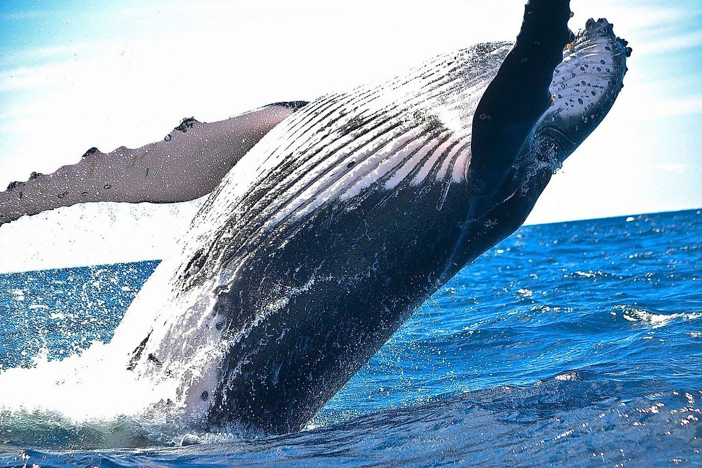 2019_11_animal-1850235_1280