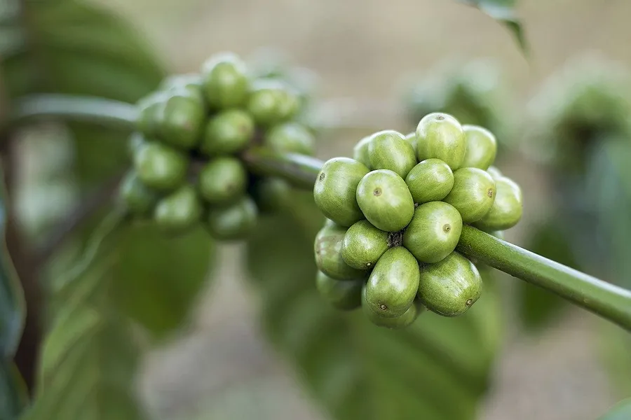 2020_04_coffee-1869340_1280