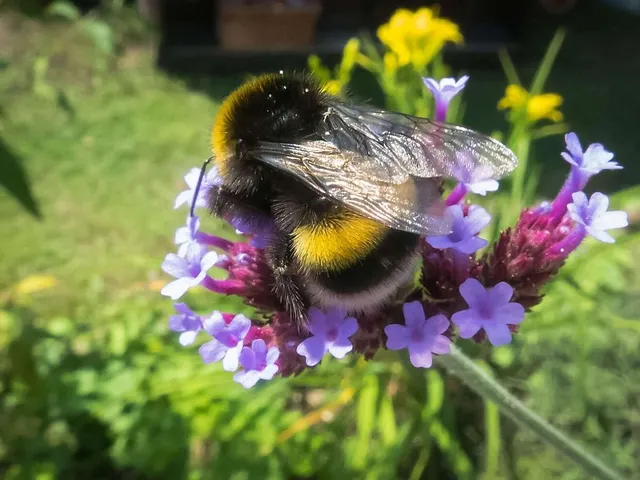 Bienen als Bürger