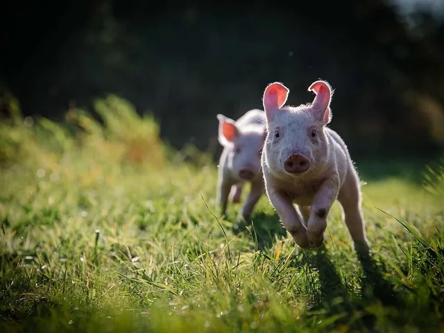 Land der Tiere