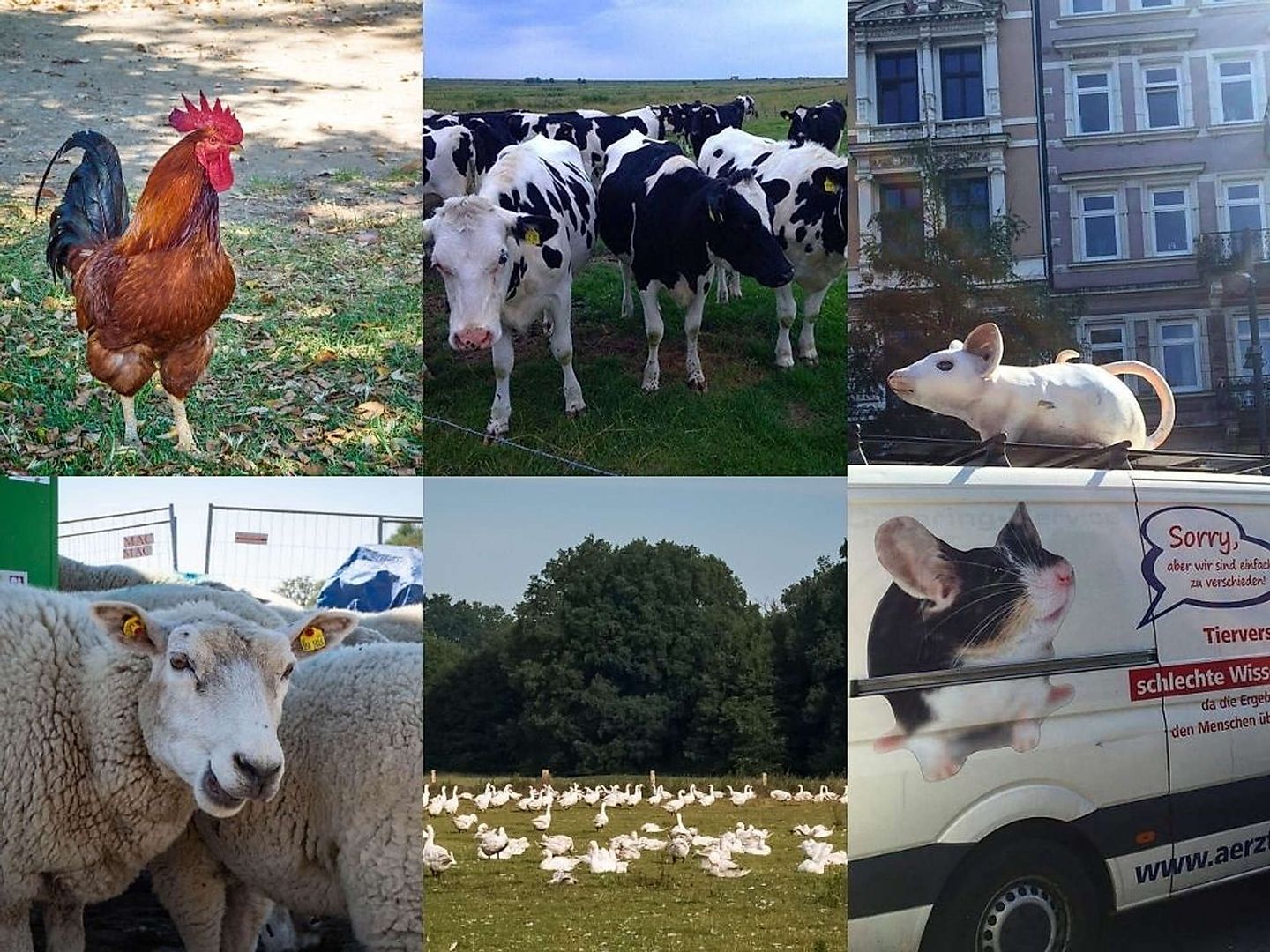 2020_10_tierschutzkongress-1