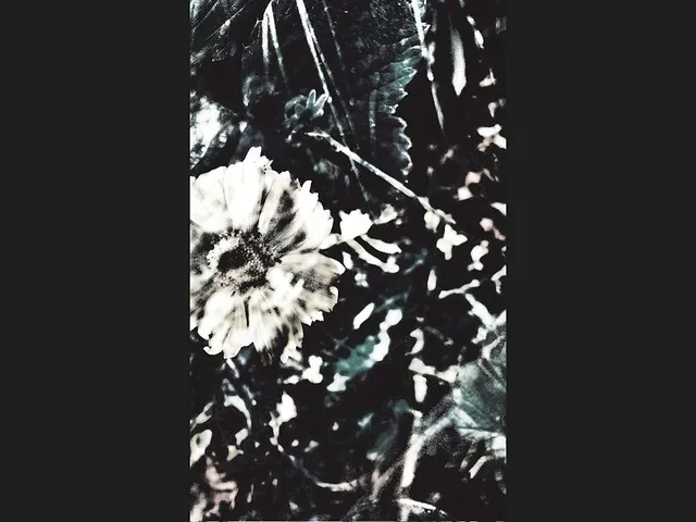 `Arvensis`