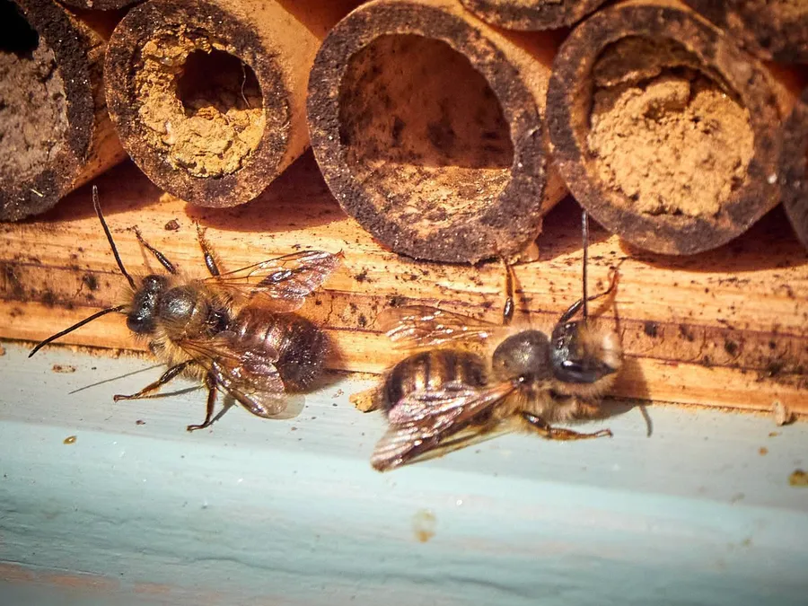 2021-11-20---2021-05-wildbienen-jpeg-imagine-c8d8d8_a18067_1440_1080
