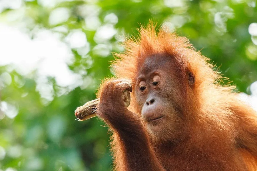 2021-11-20---orang-utan-2943873-1280-jpg-imagine-f8f8f8_98945f_1280_853