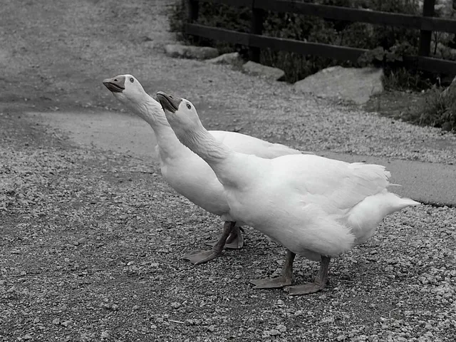 `Vogelgrippe`