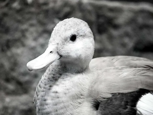 `Vogelgrippe`