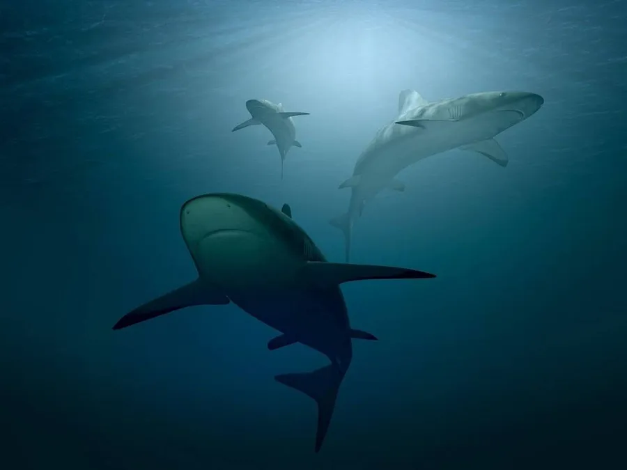 2022-01-28---buergerinitiative-finning-haie-sharks-piro4d-pixabay-jpg-imagine-082838_1b4a5a_1024_768