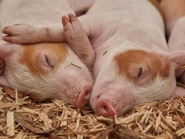 Schweine reagieren emotional auf Musik