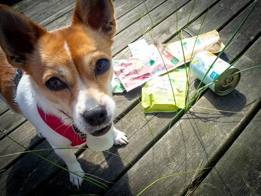 2024-06-19---vegdog-soundsvegan-com-10-jpg-imagine-080808_746e61_1024_768