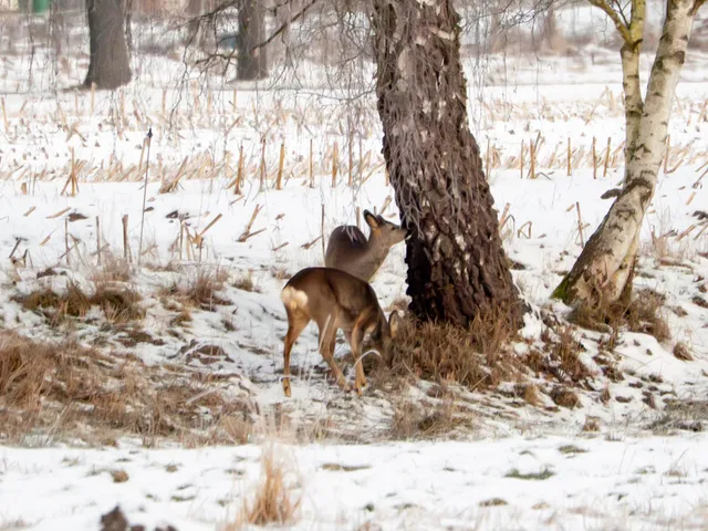 Rehe in Niedersachsen.
