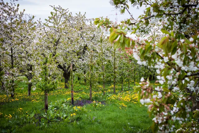 Blühende Apfelbäume im Alten Land.