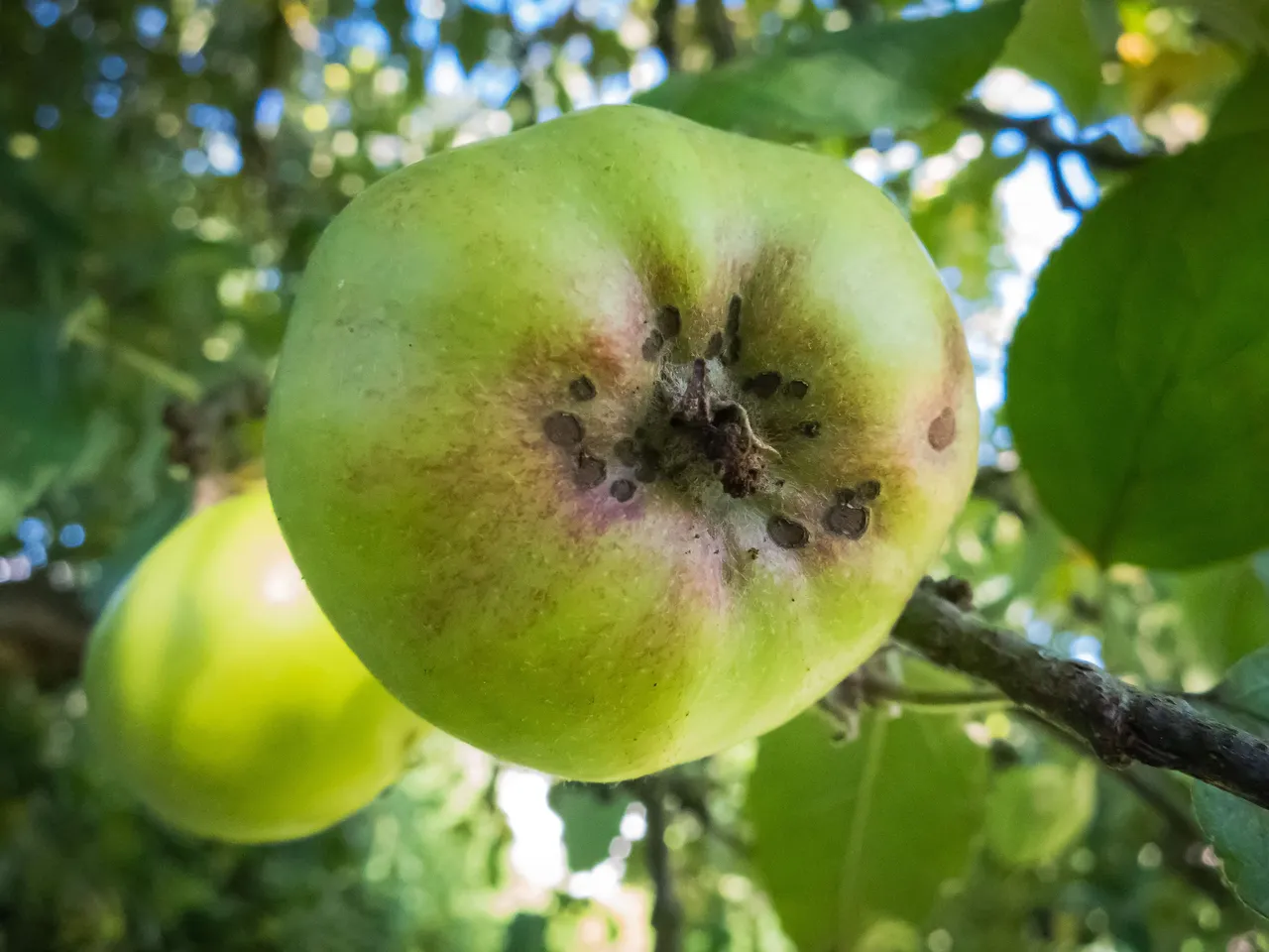 Äpfel mit Lachfältchen machen glücklich