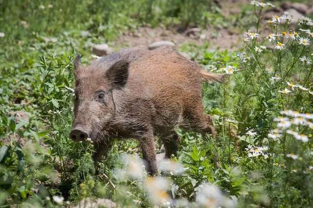 Wildschwein in Bayern.