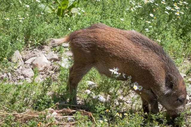 Wildschwein in Bayern.